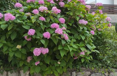 Apartman Domi - Foto 21