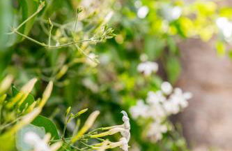 Sa Pedrissa - Foto 22