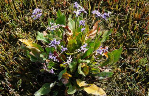 Villa Ludwig Fewo - Foto 28