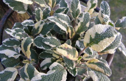 Brig'Gîte - Photo 55