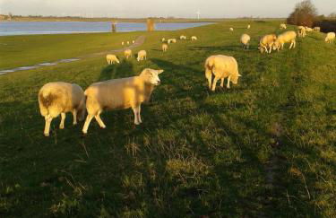 Lüttje Glück - Foto 14