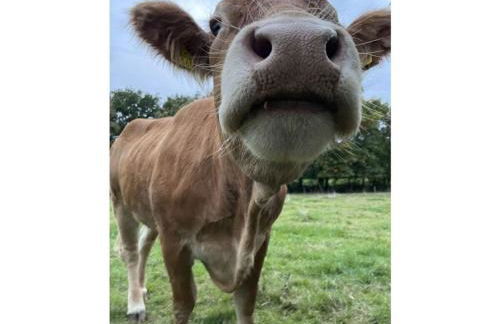 Holiday Home Am Beulskopf - Foto 53