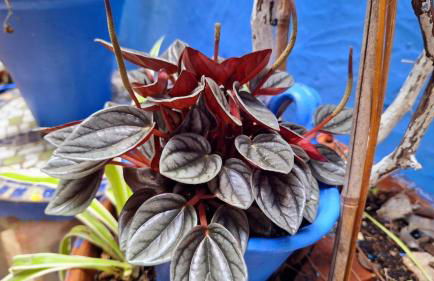 El patio azul Bohemio Mágico - Foto 20