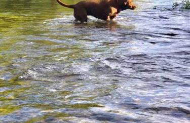 Caddo Cabin on Collier Creek - Foto 42