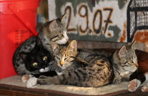 Ferienhof Folger - Foto 6