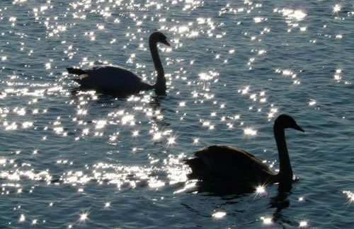 Bodenseepanorama Oberuhldingen - Foto 36