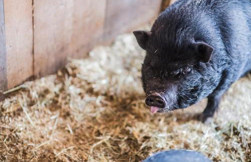 Pichlerhof - Foto 39