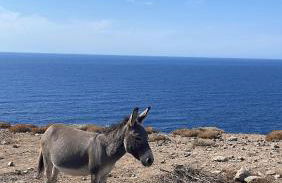 Villa Liliana Your Private Oasis with Pool - Foto 12