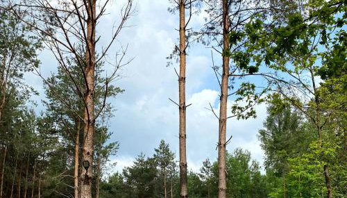 "Las po pas" domki na Roztoczu - Horyniec-Zdrój - Foto 3