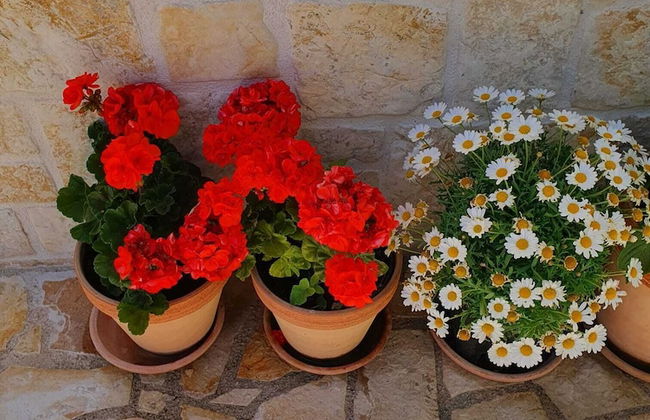 Beach House Calendula - Foto 51