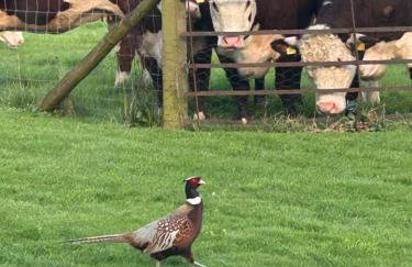 Luxury Old Stone Cottage, Beautifully Presented - Foto 24