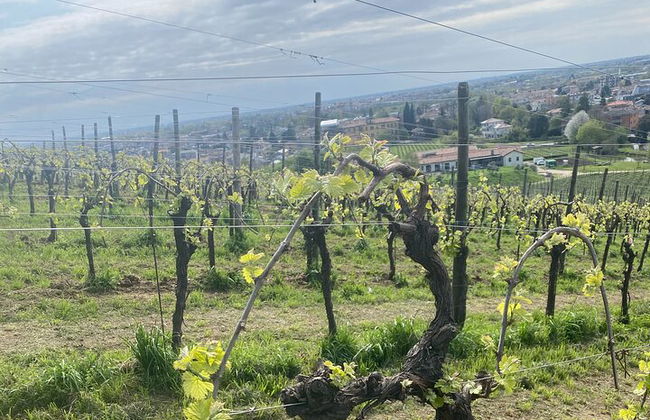 Premium Private Prosecco Hills Tour - 2 Cantine. Tour privato. - Foto 36