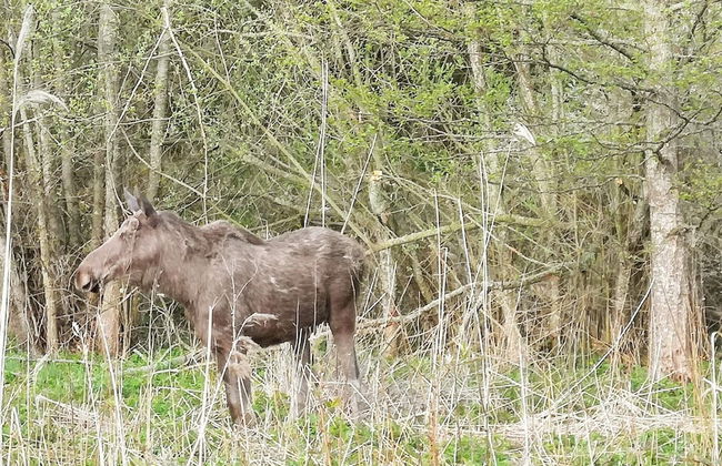 6 Person Holiday Home in Orno-by Traum - Foto 13