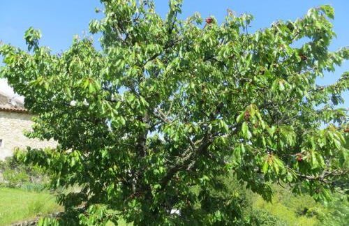 Le Mas des Restanques - Foto 38