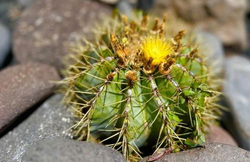 Villa Vista Mar La Pared - Photo 23