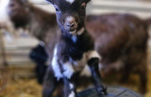 King Richard's Luxury Lodge - Sleeps up to 8, Dog Friendly, Near Sherwood Forest at Fairview Farm in Nottingham set in 88 acres and great for Groups, Family Gatherings & Corporate events - Foto 43