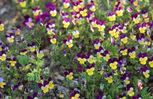 GITE MONTGOLFIÈRE 6 PERSONNES - Foto 27