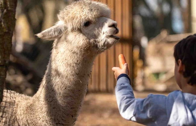 Natura Fun House & Camping - Foto 39