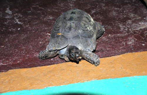 Erofili Rooms - Foto 44