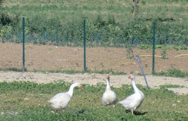 Angelucci Agriturismo con Camere e Agri Camping - Photo 53