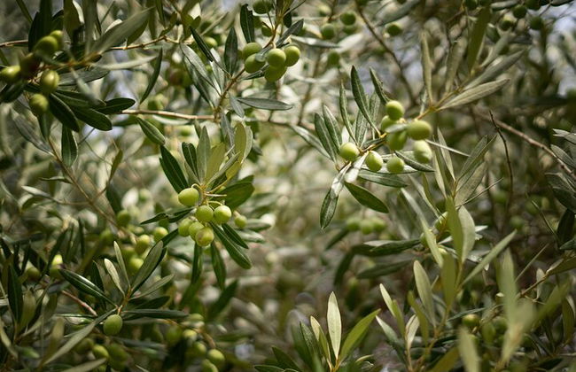Oleotourism in Navarre. Visit and tasting of organic EVOO Artajo - Photo 8