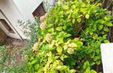 Ορεινος Παραδεισος - Photo 32