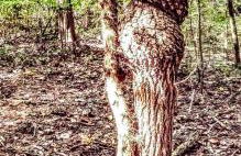 Secluded Watertree Tiny House near Old Hickory Lake – Private Deck, Trails & Breakfast - Foto 51