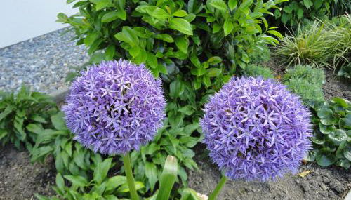 Gasthof Reiterstuben - Foto 5, Garden view