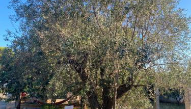Masseria Montanari - Foto 4, Garden view