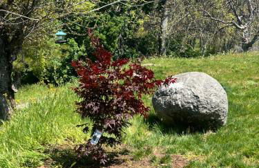 The Sequoia guesthouse - Foto 7