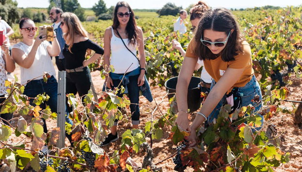 Bodegas Nodus Tour - Photo 4, Learn all the grape harvesting techniques