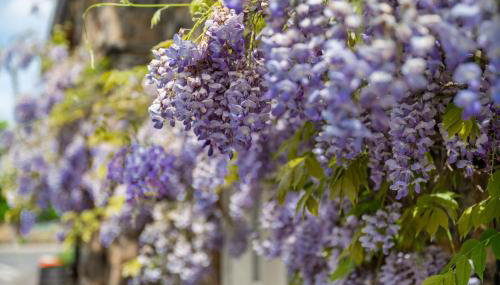 Chantry House - Foto 3