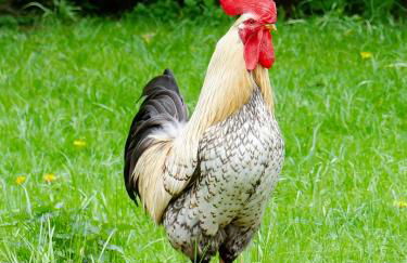 Grünes Tal Wohnung Karl - Photo 8