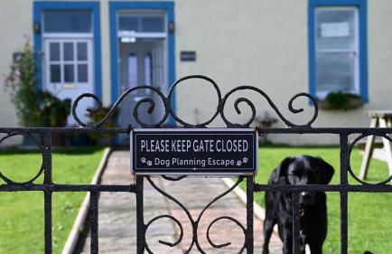 Little Egret - Foto 20