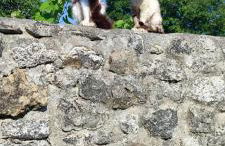 Casa grande con jardín - Foto 22