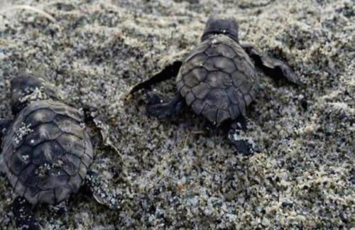 La grecità e il mare - Foto 70