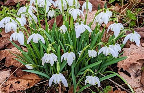 The Owl House with swimming pool and private hot tub - Foto 38