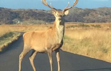 Brackenbrae Holiday Cottage - Photo 37
