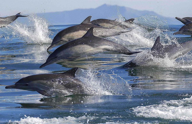 Observation de dauphins à Tauranga - Photo 1