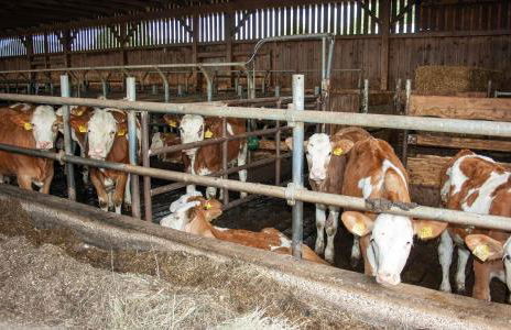 Ferienwohnung Dichtl - Foto 11