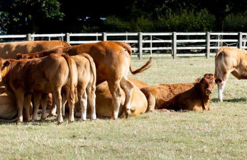 Coach House - detached cottage within 135 acres - Foto 36