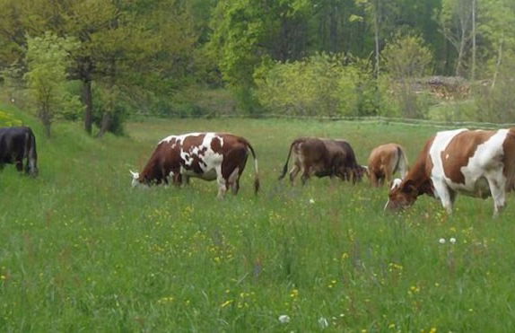 Agriturismo Cascina degli Ulivi - Foto 12