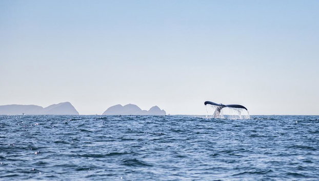 Humpback Whale Watching Tour - Photo 3