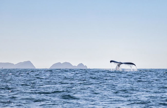 Humpback Whale Watching Tour - Photo 3