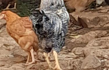 Villa Heaven Green - Photo 67