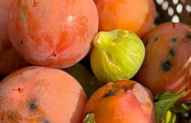 Agriturismo Tenuta della Prea - Appartamento la Stalla - Foto 50