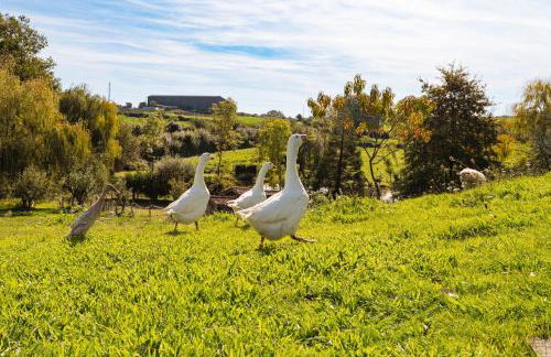 Gîte Le Bouton D'or 8min Puy du Fou - Foto 19