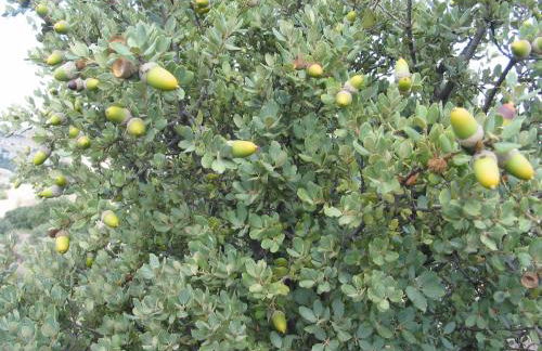 Cortijo La Estrella - Foto 46