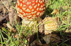 Little Plas - Foto 17