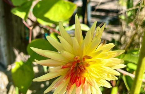 Haus 8 am Grimnitzsee mit Sauna - Photo 15